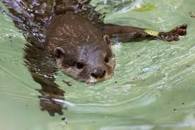 Otter Does The Otter Paddle The Daily Otter Otters Otters Cute Cute Animals