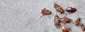 Are you sleeping with them? Pest Control Sunshine Coast Pest Control Sunshine Coast