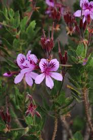 Image result for Pelargonium