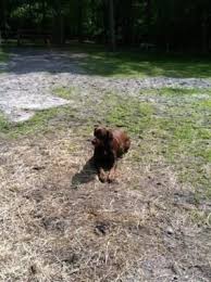 Dog Training Services Pet Trainer Dog Training Dogs