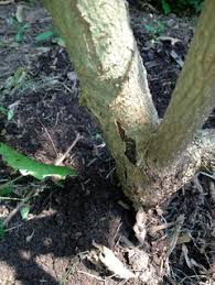 Mapleleaf viburnum (viburnum acerifolium) orange co., nc 6 may 2006. Viburnum Sudden Death