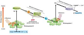 102 The Light Dependent Reactions Photophosphorilation