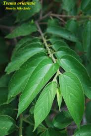 Image result for Trema sp A