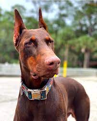 pin on 2021 satilik doberman fiyatlari