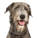 Irish Wolfhound Puppies for Sale - Adoptapet