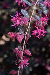 Looking for purple diamond loropetalum? Purple Diamond Fringeflower Loropetalum Chinense Shang Hi In Richmond Fairfax Loudoun Prince William Fredericks Virginia Va At Meadows Farms Nurseries
