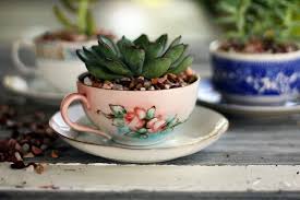 I just saw my first tire planter yesterday at a restaurant where my family and i were eating and i was so blown away, i couldn't wait to get home and start researching youtube to. The Sweetest Tea Cup Succulent Planters Buy This Cook That