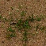 Image result for Hypertelis cerviana