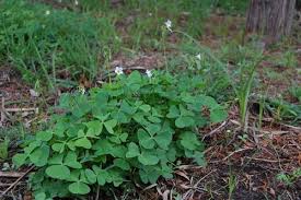 Image result for Oxalis latifolia