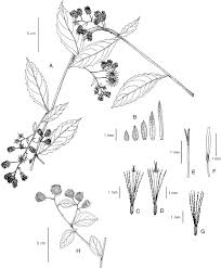 Image result for Blumea