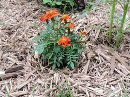 Grow marigold from seeds easily at homeseed to flower full information with updates(buy good quality seeds from my seed seller his whats app no. How To Grow Marigold Annual Flowers French Marigold Plants For A Better Flower Garden Get Growing With The Gardener S Network