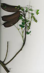 Image result for Caesalpinia decapetala