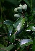 Image result for Strychnos mellodora