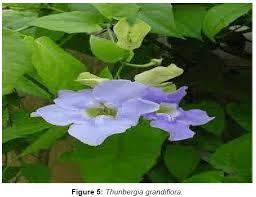 Image result for Thunbergia annua