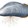 In june, 1850, a living pond mussel was sent to dr. 1