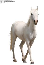 Horse Pre Cut2 Horse Background Horses Background Wallpaper For Photoshop
