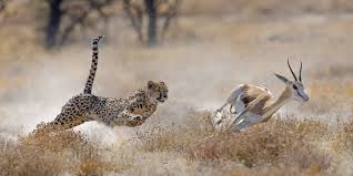 The real 100m world champion: How Fast Does A Cheetah Run The Science Of A Cheetah S Speed
