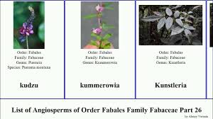 Image result for Kotschya strigosa