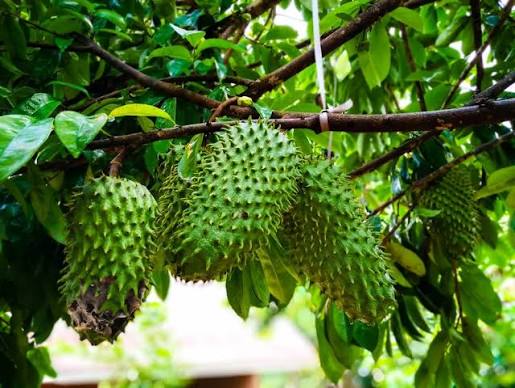 📌 Connaissez-vous les bienfaits des feuilles de corossol ? L'infusion des feuilles de ce fruit aurait des propriétés anti-inflammatoires, la faculté de tuer les parasites, d'apaiser les problèmes respiratoires, de traiter l'insomnie, de
