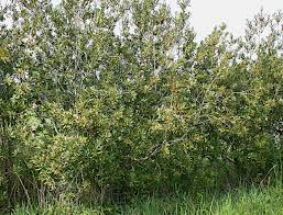 Image result for Myrica kandtiana