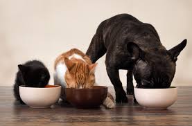Pets have differing raw food requirements based on their life stages. Why Few Vets Say Raw Dog Food Is A Good Idea Discover Magazine