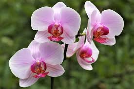 Image result for Orchidaceae