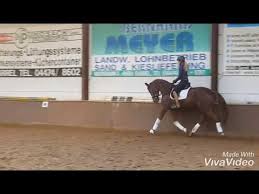 Heute abend hat diese rose angefangen zu blühen. 3 Jahrige Stute Von Don Deluxe X Rohdiamant Dressurpferd Youtube