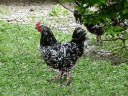 La Poule De Gournay Est Une Excellente Race De Ferme Tres Bonne Pondeuse Son Engraissement Est Facile Recomma Poule Races De Poules Pondeuses Poule Pondeuse