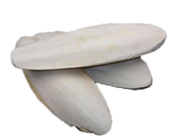 OSSO DE SIBA - Letha