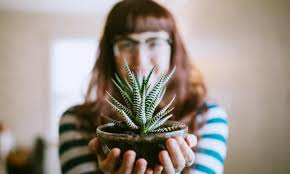 Succulent plant identification here is a small list, sorted by scientific names, which maybe help you identifying cacti and succulents. Forget Green Fingers Readers On 12 Hardy House Plants For Terrible Gardeners Houseplants The Guardian