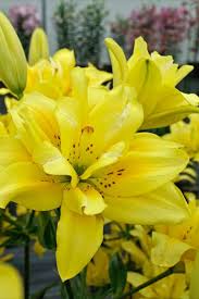 Die Lilie Fata Morgana Verzaubert Mit Einer Gefullten Blute In Sonnigem Gelb Lilie Lilium Sommer Garten Lilien Garten Und Krokus