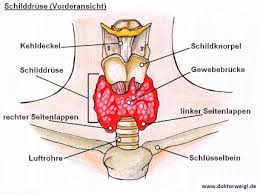 Die Schilddruse So Regeln Hormone Das Wachstum Und Den Stoffwechsel