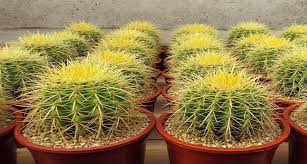 De unos años a esta parte se han visto popularizadas las plantas suculentas puestas a la venta en recipientes de pequeño diámetro y a precios muy asequibles. Te Gustan Las Plantas Conoce Por Que Deberias Tener Un Cactus Clima De Cambios Pucp