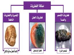 زكاة عيد الفطر حيث أن لعيد الفطر أشياء كثيرة واجب القيام بها ، ومن ضمن هذة الواجبات هي زكاة عيد الفطر المبارك ، والتى تعتبر ختام أعمال شهر رمضان المبارك. ÙØ·Ø±ÙŠØ§Øª Ø§Ù„ÙØ·Ø±ÙŠØ§Øª Ø£Ø­Ø¯ Ø£Ù†ÙˆØ§Ø¹ Ø§Ù„ÙØ·ÙˆØ± Ø§Ù„ØªÙŠ ØªÙ†Ù…Ùˆ Ø¹Ù„Ù‰ Ø§Ù„Ø£Ø´Ø¬Ø§Ø± ÙØ·Ø± Ø£ØµÙØ± Ù…Ù…Ù„ÙƒØ© Ø§Ù„ÙØ·Ø±ÙŠØ§Øª Ù‡ÙŠ Ù…Ù…Ù„ÙƒØ© Ù…Ù† Ù…Ù…Ø§Ù„Ùƒ Ø§Ù„ÙƒØ§Ø¦Ù†Ø§Øª Ø§Ù„Ø­ÙŠØ© ØªØ¶Ù… ÙƒØ§Ø¦Ù†Ø§Øª ÙˆØ­ÙŠØ¯Ø© Ø§Ù„Ø®Ù„ÙŠØ© ÙˆÙ…ØªØ¹Ø¯Ø¯Ø© Ø§Ù„Ø®Ù„Ø§ÙŠØ§ ÙˆØªÙ…ØªØ§Ø² Ø¨Ø·Ø±ÙŠÙ‚Ø© ØªÙƒØ§Ø«Ø± Ø®Ø§ØµØ© Ø­ÙŠØ« Ø£Ù† Ù…ÙÙ‡ÙˆÙ… Ø§Ù„Ø¬Ù†Ø³ Ù„Ø§ ÙŠÙ†Ø·Ø¨Ù‚ Ø¹Ù„ÙŠÙ‡Ø§ ÙˆÙ„ÙƒÙ† Ø´ÙƒÙ„ Ø£Ùˆ Ø­Ø¬Ù… Ø§Ù„Ø¬Ø§Ù…ÙŠØªØ§Øª Ù‡ÙŠ Ø§Ù„ØªÙŠ ØªØ­Ø¯Ø¯