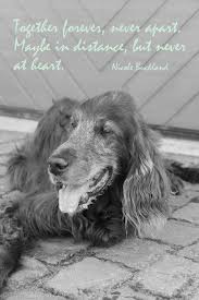 Spruchbild Mit Hund Fur Facebook Und Whatsapp Hundebloghaus Trauerspruch Hund Hunde Irish Setter