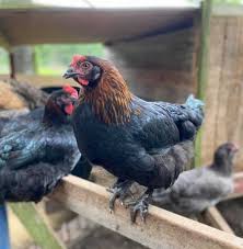 We did not find results for: Black Copper Marans Gorgeous Eggs And Chickens