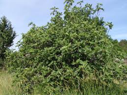 Image result for Dictyophleba ochracea