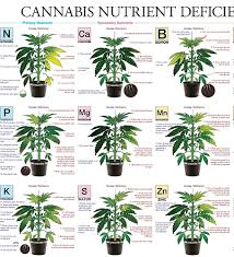 Weed Deficiency Chart Www Bedowntowndaytona Com