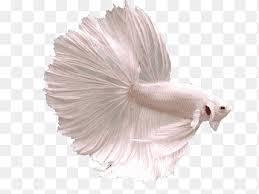 Betta fish has been since early times of its discovery been used for fight shows which started in thailand initially leading to its fame all over the globe. Betta Png Images Pngegg