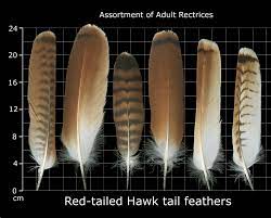 In flight, they hold their wings fairly level and their primary feathers may splay slightly in a finger pattern. The Feather Atlas Feather Identification And Scans U S Fish And Wildlife Service Forensics Laboratory