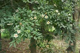 Image result for Rothmannia manganjae