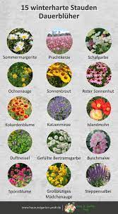 22 blühende arten für schatten und sonne blühende rankpflanzen, die winterhart sind, sind kein ding der unmöglichkeit. 15 Winterharte Stauden Dauerbluher Winterharte Pflanzen Garten Garten Bepflanzen Garten