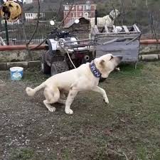 Pin By Dorota Dlugosz On Kangal Kopegi Labrador Retriever Labrador Animals