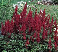 Astilbe X Arendsii Fanal White Flower Farm Shade Perennials Part Shade Perennials