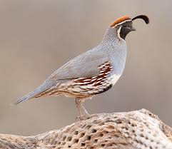 Backyard Birds Of Arizona Desert Pin By Rebecca Elfast On Naturen Quail Pet Birds Pretty Birds