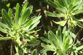 Image result for Suriana maritima