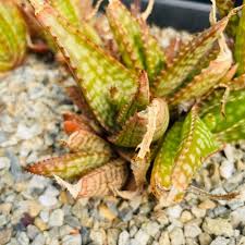 Image result for Aloe cameronii × greatheadii