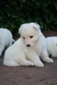Buy german shepherd puppies online pets shop. Picture Of A Minature German Shephard Miniature White German Shepherd Puppies For Free R German Shepherd Puppies German Shepherd Pictures Puppies And Kitties