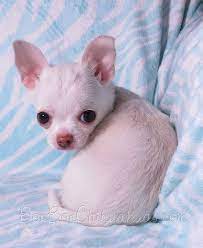 Puppyfinder.com is your source for finding an ideal chihuahua puppy for sale in usa. Chihuahua Puppies For Sale Chihuahua Puppies Chihuahua Puppies For Sale Cute Chihuahua