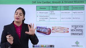 When vascular smooth muscle relaxes, the lumen of blood vessels enlarges, allowing more. Locomotion And Movement Difference Between Cardiac Smooth And Striated Muscles Hindi Youtube